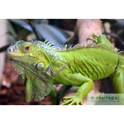 Iguana Verde , Diversos Tamanhos Disponíveis