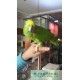 Casal Reprodutor de Papagaios Amazona Ochrocephala 