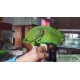 Casal Reprodutor de Papagaios Amazona Ochrocephala 