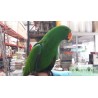 Papagaio Eclectus Roratus Roratus Adulto Macho