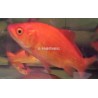 Peixe Telescópico Preto 5-6cm