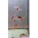 Peixe Oranda Calico 6 - 7 cm