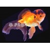 Oranda Vermelha e Preta 6-7 cm