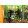 Peixe Telescópico Preto 5-6cm