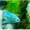 Peixe Telescópico Preto 5-6cm