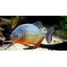 Piranha Grande 50 cm