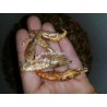 Camarão 2-4cm a Avulso, Preço ao kg para Tartarugas