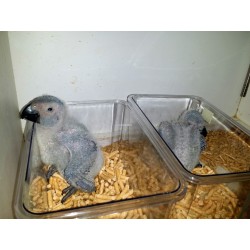 Papagaio Cinzento Africano Princep Bebé